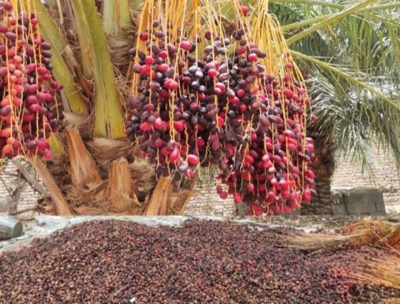 برداشت ۲۲۰ هزار تن خرما از نخلستان‌های جنوب کرمان